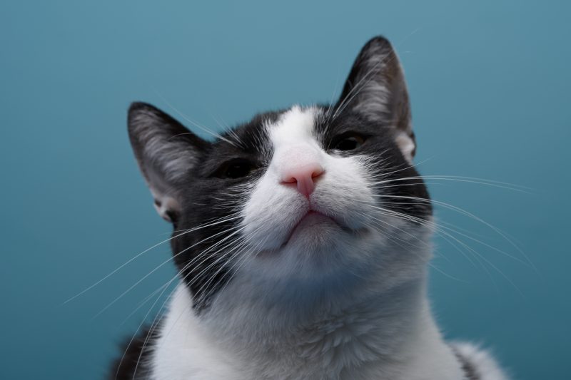 Chat noir blanc fond bleu, un article sur acné du chat écrit par anibio.